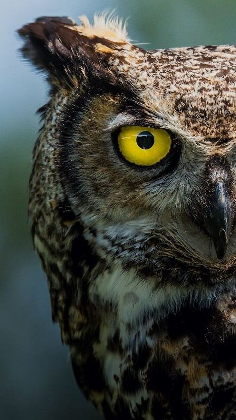 5 Amazing Facts About Owl That Will Shock You
