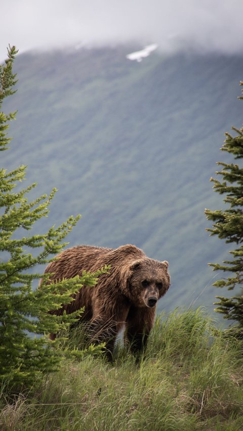 5 Ways to Survive If You Face a Wild Bear