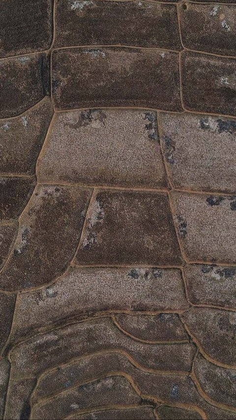 FOTO: Penampakan Sawah di Bekasi Kering Kerontang dan Tak Bisa Ditanami, Banyak Petani Nganggur