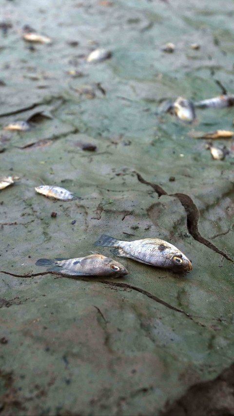 Portrait of Lake Cinere that Dries Up Due to Prolonged Drought