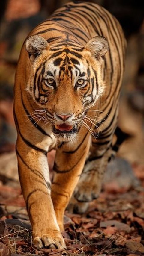 Momen Harimau hingga Babi Kelaparan Dekati Permukiman Warga Akibat Kebakaran Gunung Lawu, Bikin Geger