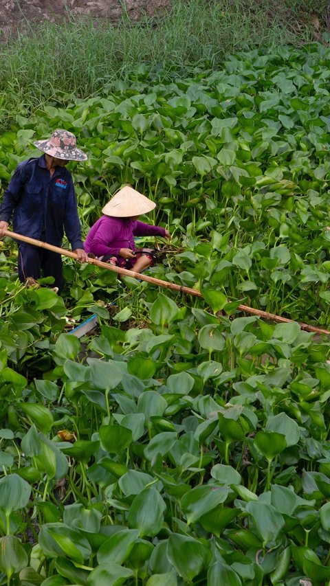 Eceng Gondok, Tanaman Ajaib dengan Manfaat Tersembunyi