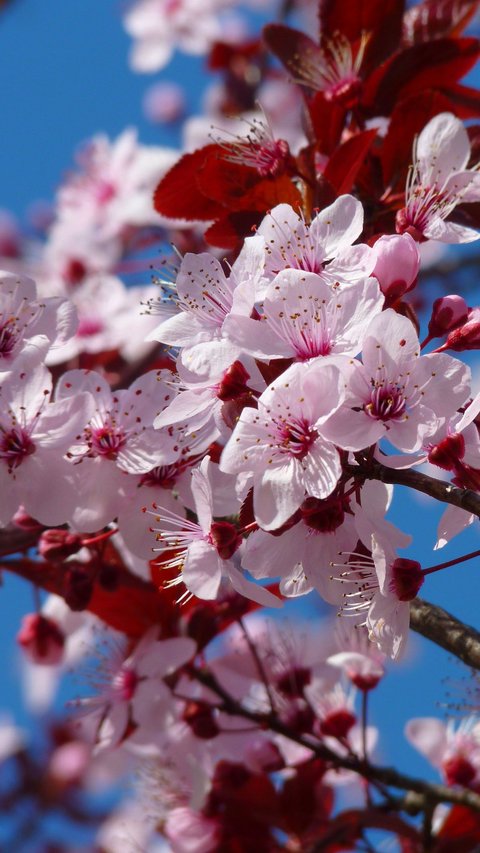 There are Sakura Flowers in Magelang, No Need to go to Japan