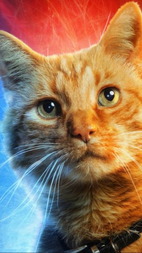 Here's the Unique Fact of Orange Cat Goose in The Marvels