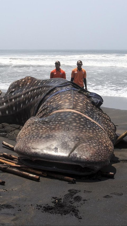 FOTO: Penampakan Hiu Paus Mati Terdampar di Pantai Garongan Yogyakarta: Panjang 10 Meter, Beratnya 1,5 Ton