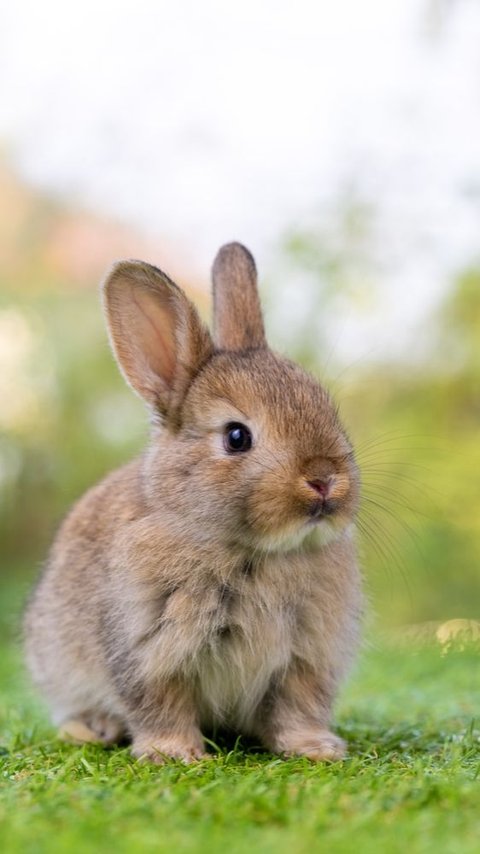 7 Unique Facts About Rabbits, Understand Their Character Before Hurriedly Keeping Them