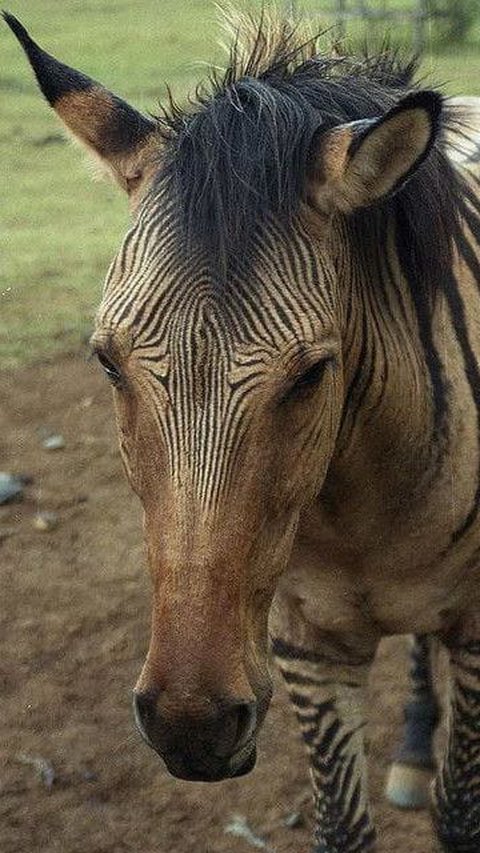 Zorse, Hewan Unik Hasil Persilangan Zebra dan Kuda yang Menawan