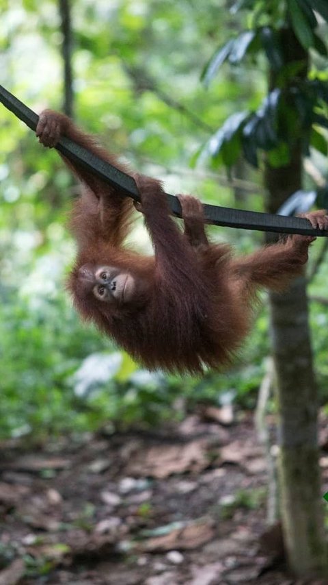 Fakta Menarik Orangutan Haven, Pulau Buatan di Deli Serdang Lokasi Konservasi Satwa Langka