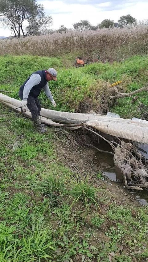 VIDEO: Dua Pria Temukan Benda Aneh saat Mau Mancing, Diduga Kulit Ular Raksasa Terbesar Dunia?