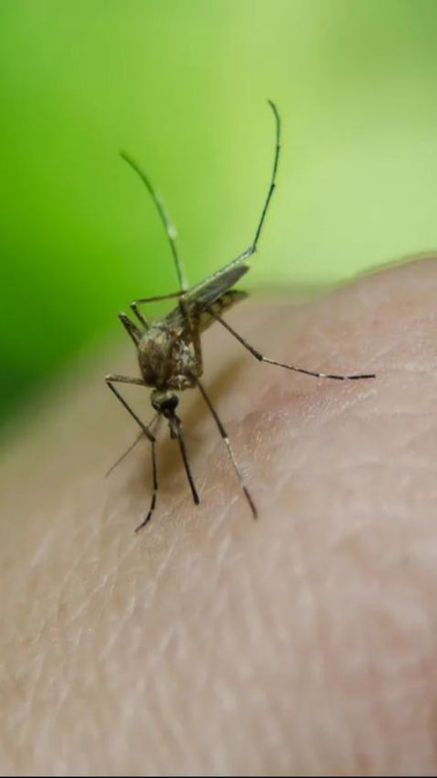 Mengenal Japanese Encephalitis, Penyakit Berbahaya Akibat Gigitan Nyamuk