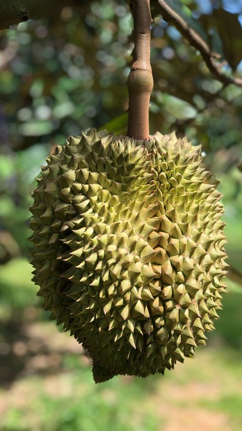 Kocak, Penampakan Durian “Dicukur”Jadi Mirip Sukun