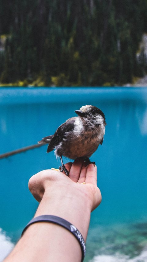 20 Arti Mimpi Burung yang Dipercaya Membawa Pesan bagi Kehidupan, Ini Maknanya!