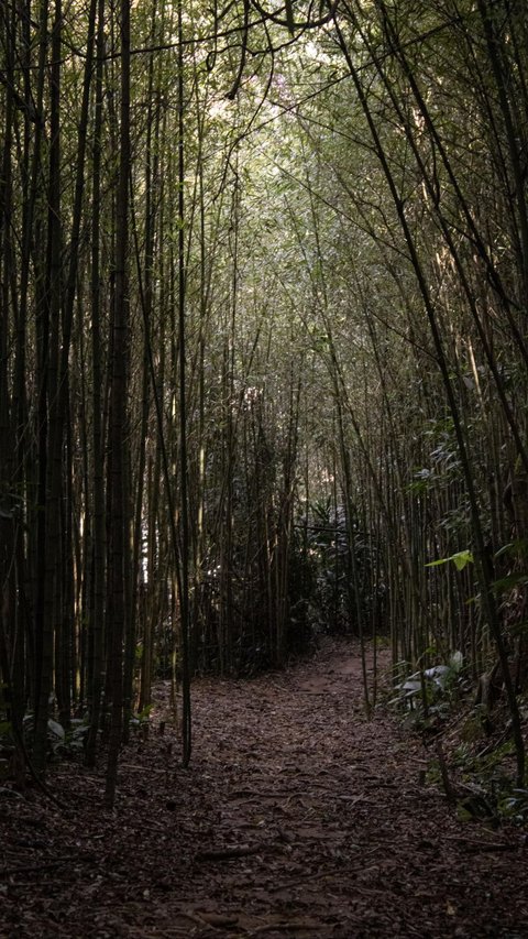 Kisah Seram Pemuda Ditarik Penunggu Pohon Bambu Saat Jogging Jelang Maghrib, Ustaz Ungkap Penyebab Area Sekitarnya Angker