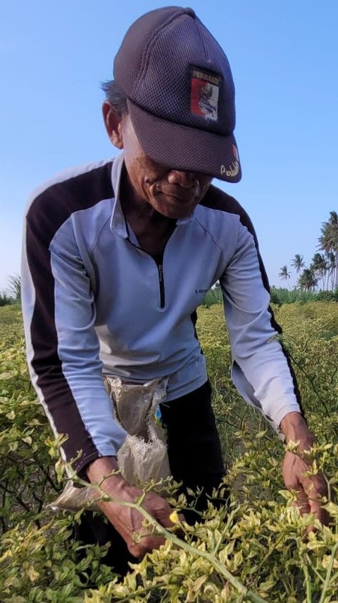 Sering Dipandang Sebelah Mata, 4 Petani Ini Hidup Sukses dengan Omzet Ratusan Juta