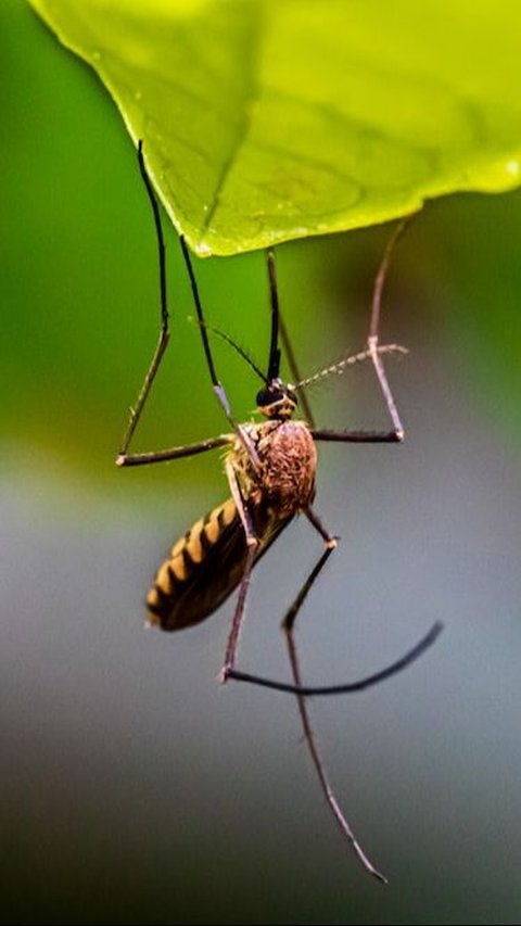 Kelebihan dan Kekurangan Nyamuk Wolbachia, Cara Alami Cegah Demam Berdarah