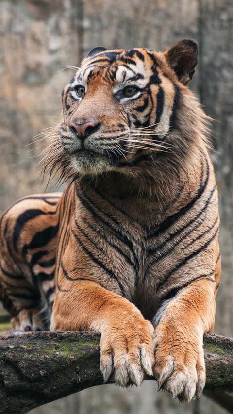 Istri Resah Telepon Tak Dijawab, Histeris Lihat Suami Tewas Diterkam Harimau Majikan Saat Diberi Makan