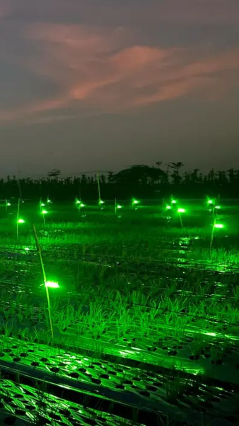 Usir Hama dengan Lampu Gemerlap di Sawah, Petani Bawang Merah Banyuwangi Hasilkan Cuan Melimpah