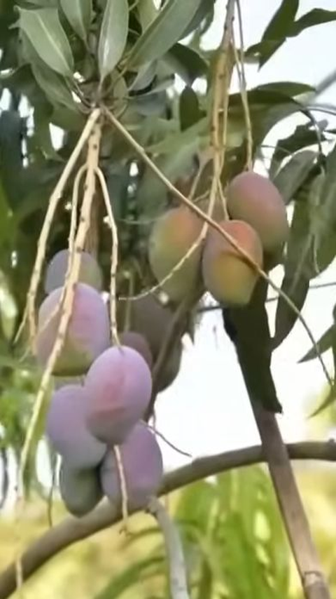 Mengunjungi Hutan Mangga di Indramayu, Luasnya 200 Hektare dan Ada Pohon Purba Raksasa