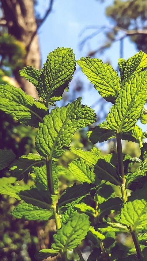 Manfaat Teh Spearmint bagi Kesehatan, Kurangi Jerawat hingga Tingkatkan Daya Ingat