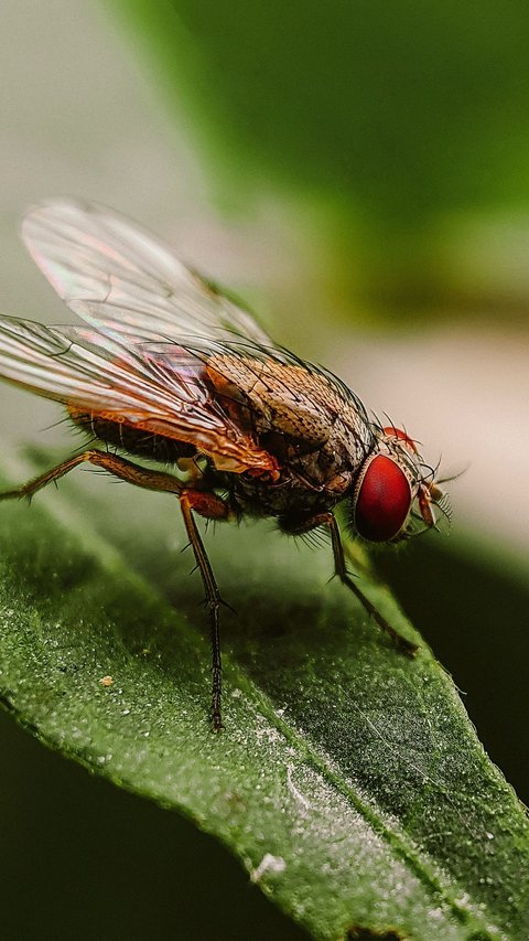 How To Get Rid Of Flies In The House Naturally: The Ultimate Way To Fly-Free Living