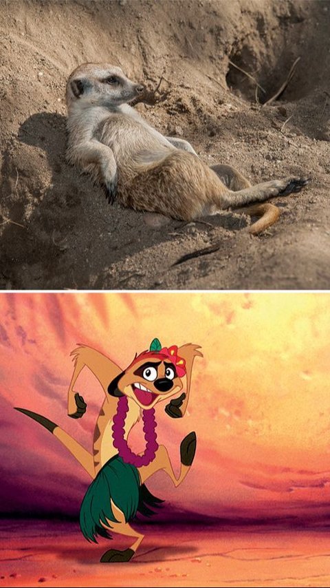 7 Unique Facts About Meerkats, The Joy Inspiration for Timon in The Lion King