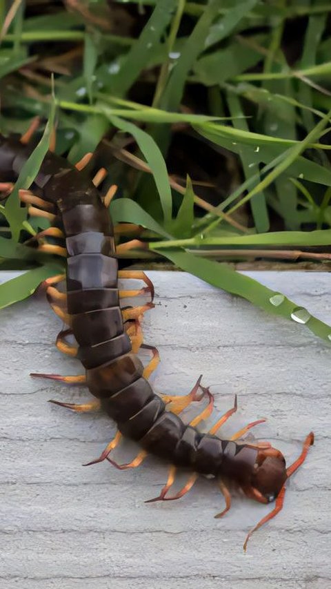 Husband Confides Being Terrorized by an Unknown Source of Centipedes, Wife Experiences Panic Attack When Almost Bitten