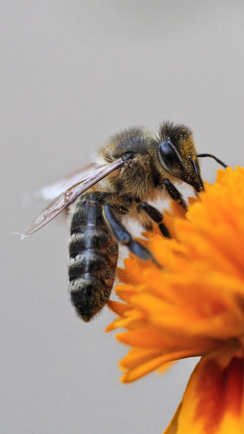 15 Arti Mimpi Dikejar Lebah, Pertanda Bahaya Mengintai