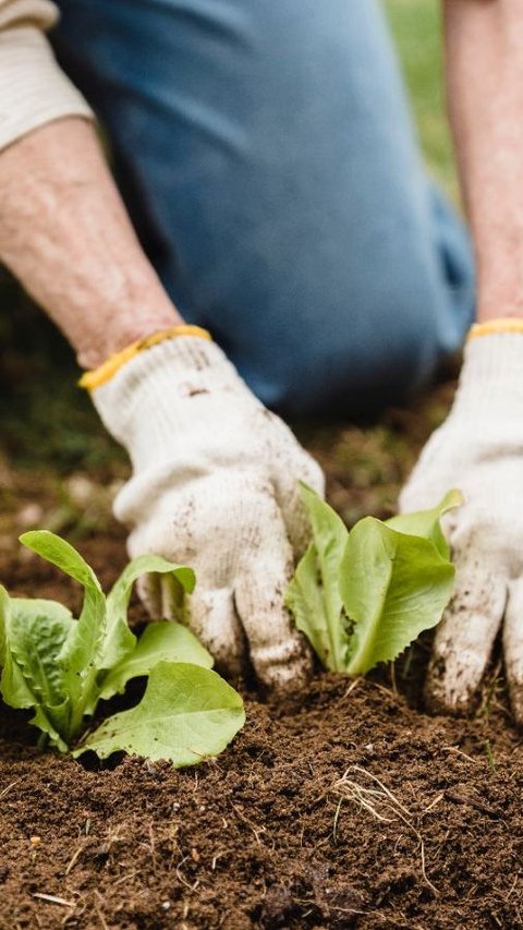 Sering Dianggap Remeh, Ini Daftar Petani Terkaya di Dunia