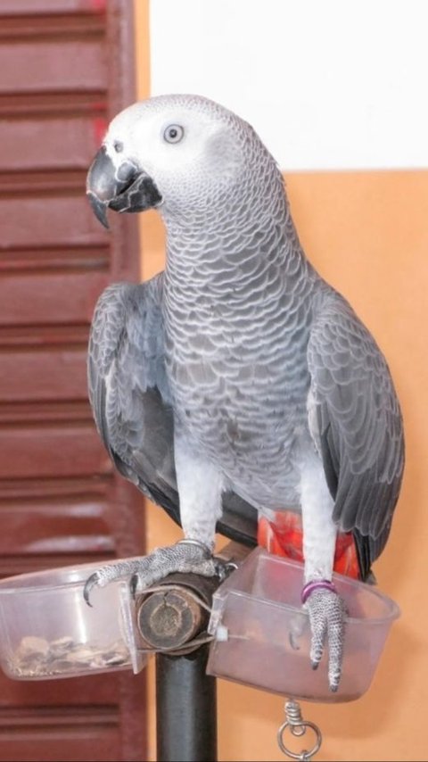This Parrot Went Missing For Years, Speak Fluent Spanish When Returned Home