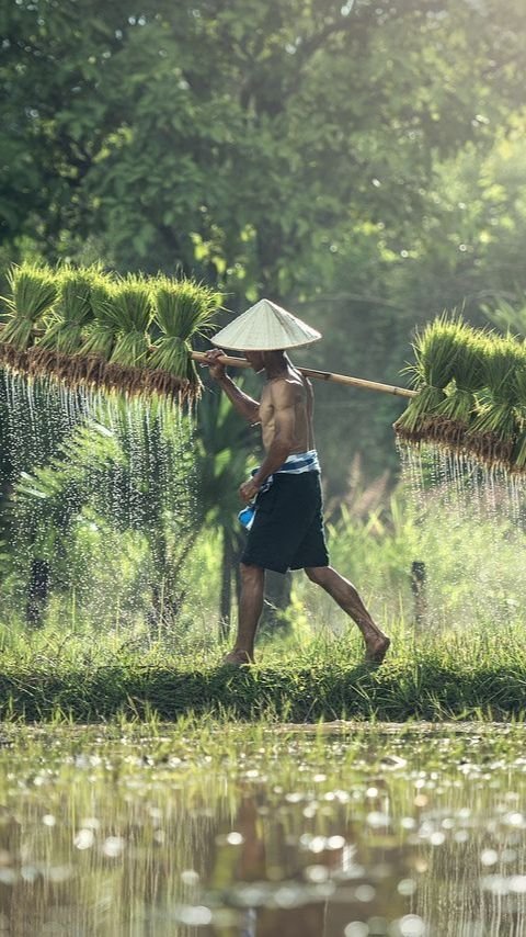 Miris Pendapatan Petani di Indonesia Masih di Bawah UMP, Rata-Rata Rp1 Juta