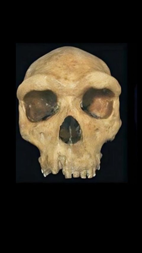 Discovery of 125,000-Year-Old Skull with Bullet-Like Hole Leaves Archaeologists Confused