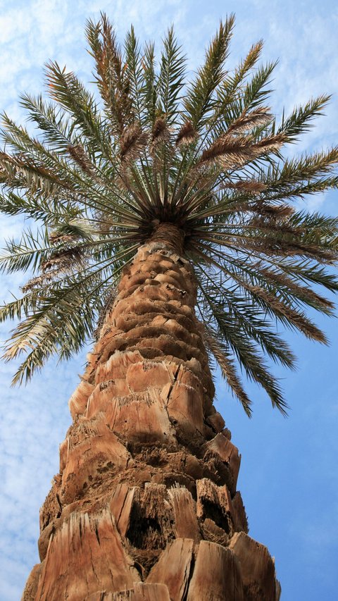 The Story of the Date Palm Tree Crying because of Longing for the Prophet Muhammad, Proof of Great Love