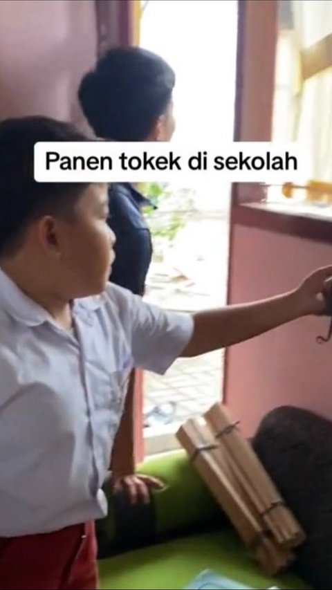 Viral Bocah SD Tangkap Tokek demi Bantu Sang Guru yang Ketakutan, Aksi Beraninya Tuai Pujian