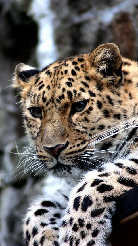 Still Relaxing in the Tent, This Climber Encounters a Leopard, What's the Ending....