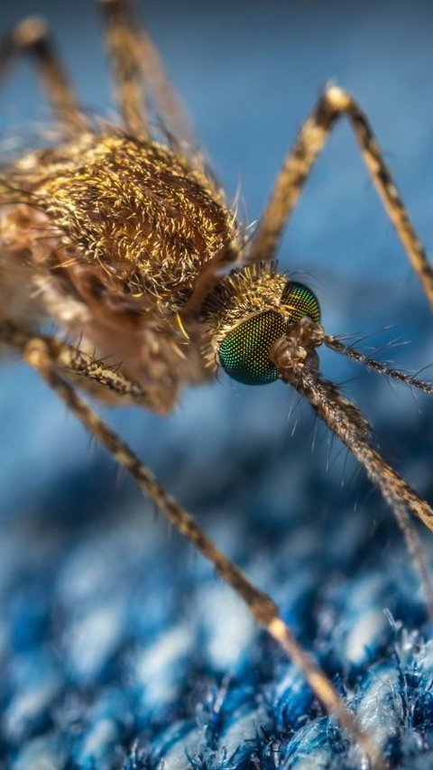 Begini Proses Nyamuk Aedes Aegypti Terkontaminasi Wolbachia untuk Tekan Kasus Demam Berdarah