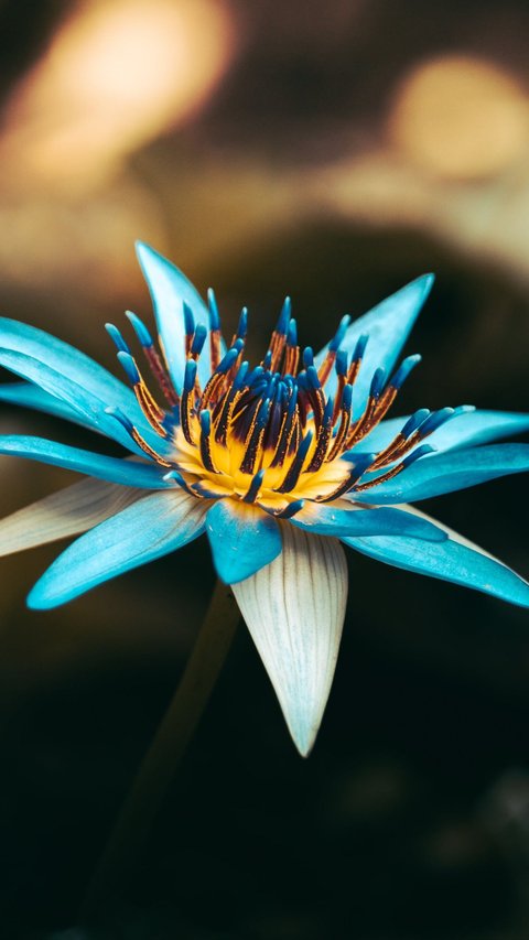Blue Lotus, a Playful Motif Packaged as a Special Sri Lankan Feature