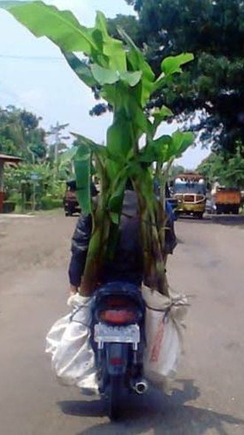 11 Potret Pemotor Nekat Bawa Barang Berukuran Besar, Mungkin Tak Sadar Kalau di Dunia Ini Ada Truk dan Pikap