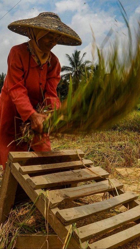 FOTO: Dampak Gagal Panen, Harga Gabah Melonjak Tinggi Rp750 Ribu per Kwintal