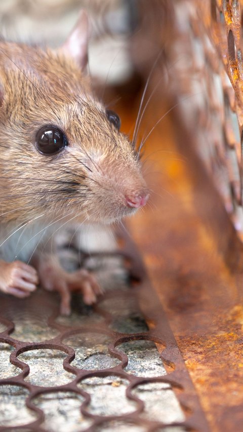 Waspadai Gejala Leptospirosis dan Penyebabnya, Sering Muncul di Musim Pancaroba