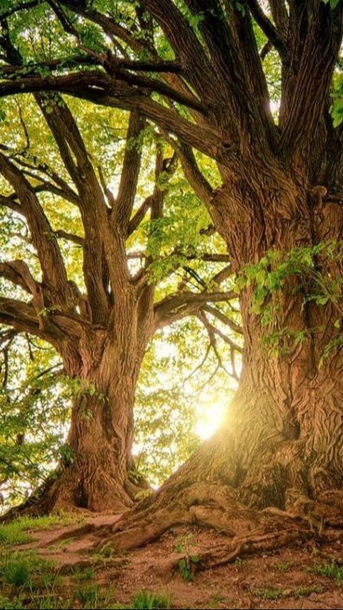 60 Kata-kata Bijak Tentang Pohon, Penuh Makna dan Pesan Kehidupan