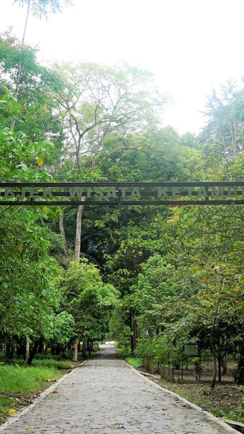 Mengunjungi Wisata Alam Ketambe di Aceh Tenggara, Ada Banyak Satwa Dilindungi hingga Sensasi Arung Jeram