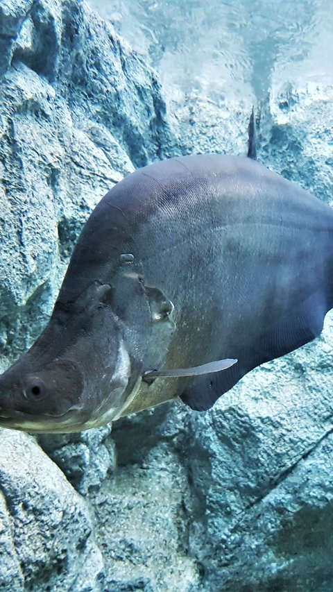 Sempat Dinyatakan Punah, Ikan Purba Ini Kembali Ditemukan di Pulau Jawa