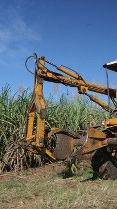 Ternyata Ini Penyebab Produksi Gula Indonesia Kalah Saing dari Brazil