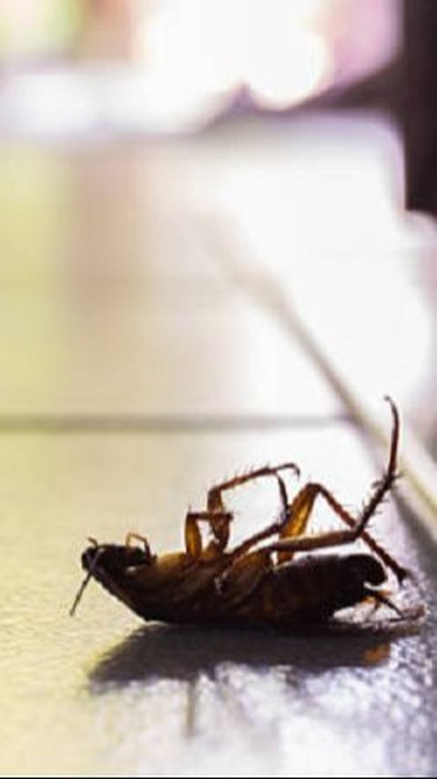 Man in Japan Exploded His Apartment While Spraying Insecticide to Kill Cockroaches