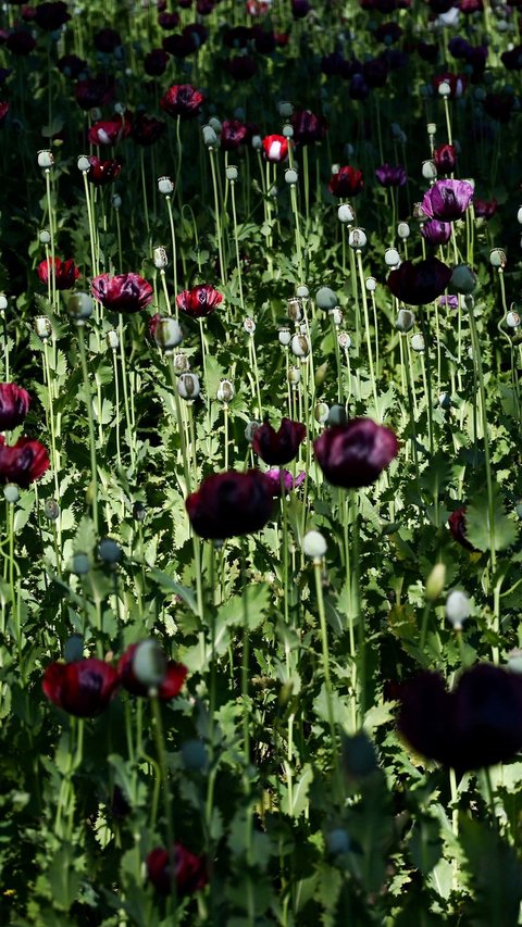 Negara Ini Geser Afghanistan Sebagai Produsen Opium Terbesar di Dunia