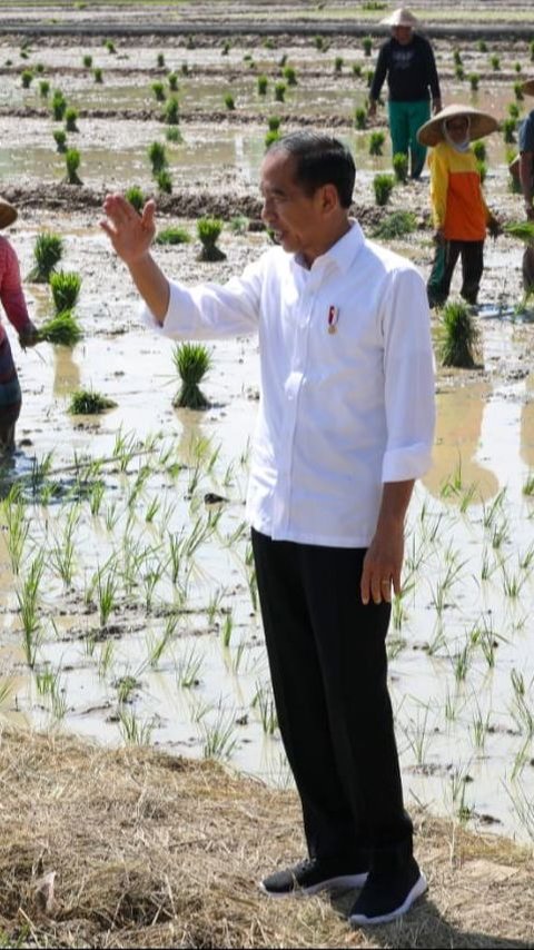 Jenderal-Jenderal TNI-Polri 'Jebolan' Solo Sambut Jokowi, Bintang Empat Dampingi ke Sawah