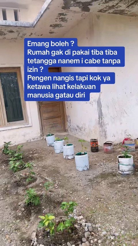 Rumah Masih Direnovasi, Pemilik Terkejut saat Melihat Pekarangan Berubah Jadi Kebun Cabai Tetangga