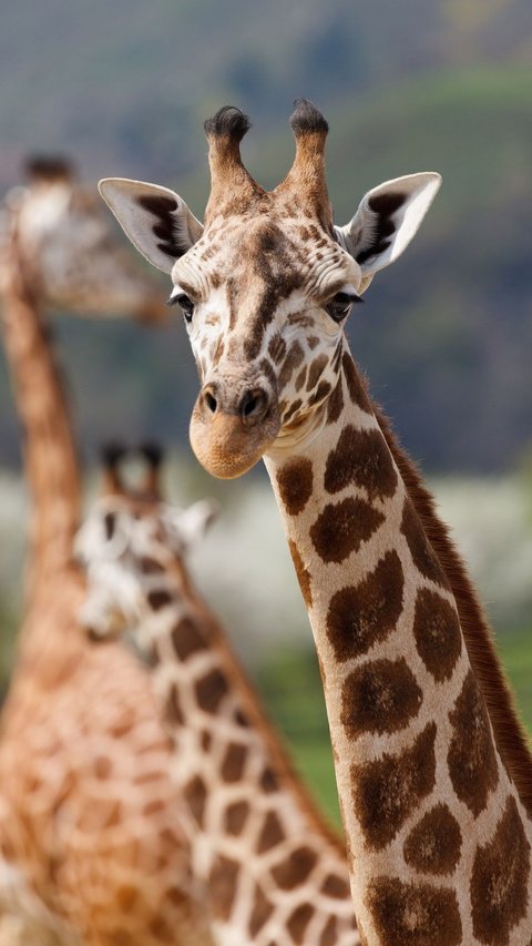 Not Only Giraffes, Here are 11 Animals with Long Necks