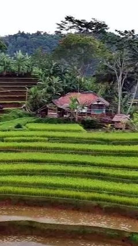 Viral Rumah Kayu di Tengah Sawah Punya View Surga, Jauh dari Tetangga Julid!