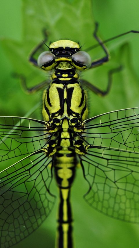 10 Interesting Facts About Dragonflies, Animals Older Than Dinosaurs and Skilled Hunters